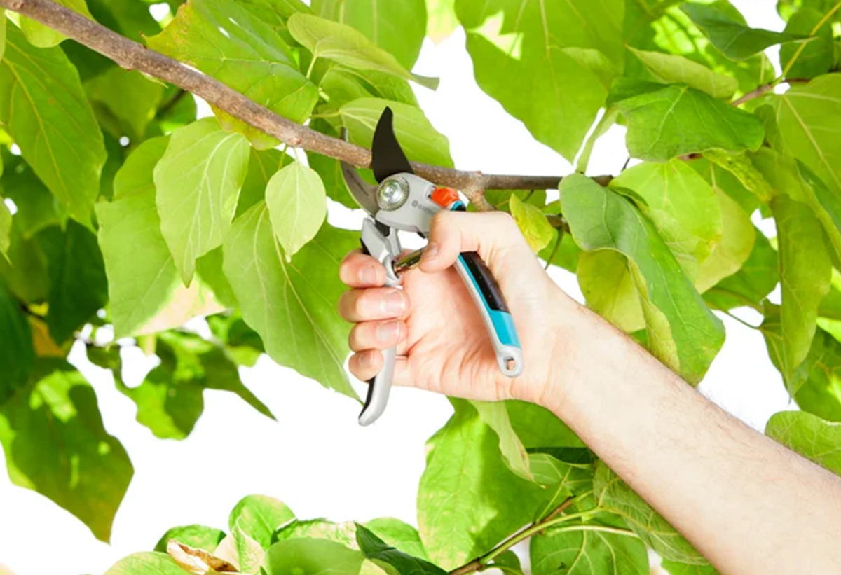 Παρουσιάζει το κλαδευτήρι σε χρήση